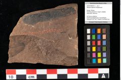 Foto (Objekt + Etikett) von Sphaeria daphnes Ettingshausen (NHMW-GEO-2024-0188-0031b)